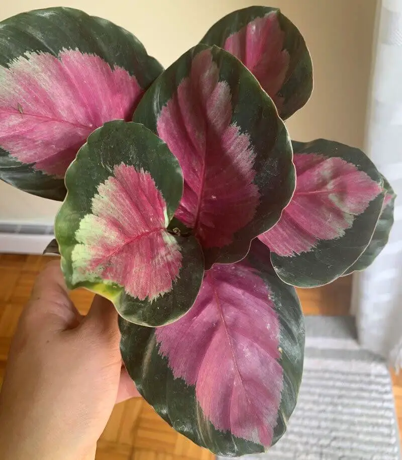 Calathea Roseopicta (Rose-Painted Calathea)