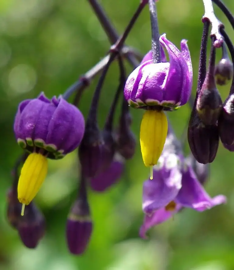 46+ Different Types Of Purple Flowers With Names And Pictures