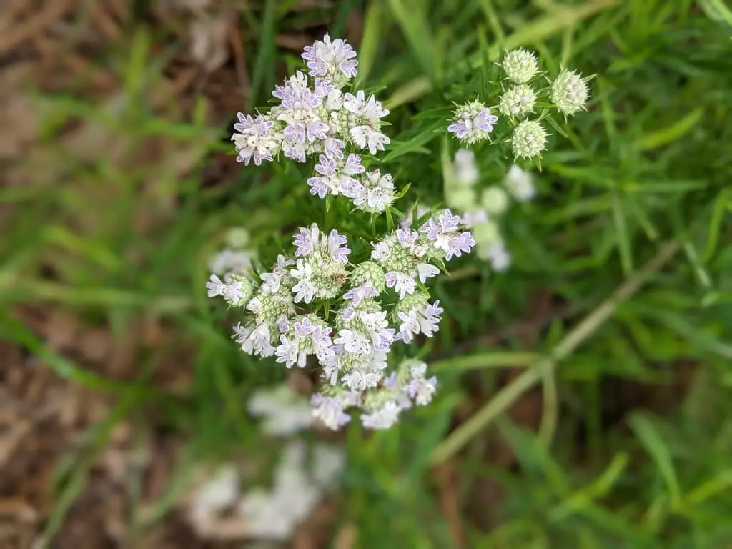 Narrowleaf Mountain Mint (Pycnanthemum tenuifolium).