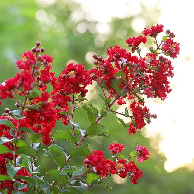 Colorama™ Scarlet Crape Myrtle Tree (Lagerstroemia x ‘JM1’ PPAF).