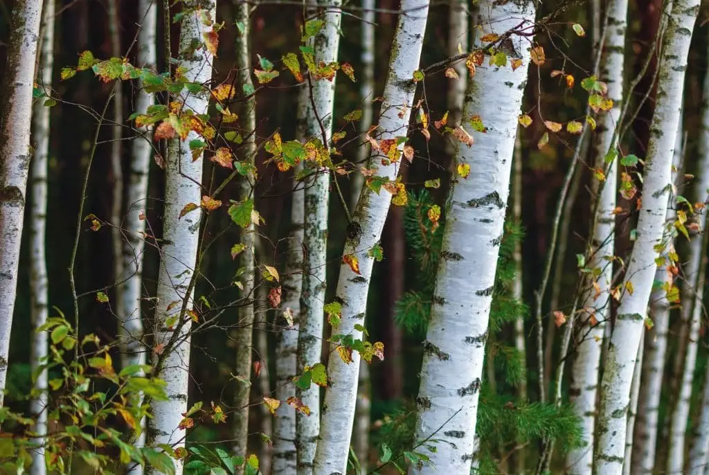 Downy Birch or white birch tree (Betula Pubescens)