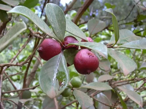 Cherry Guava.