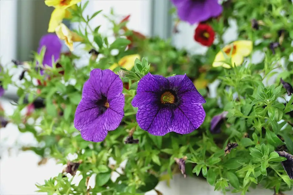 Petunia (Calibrachoa)