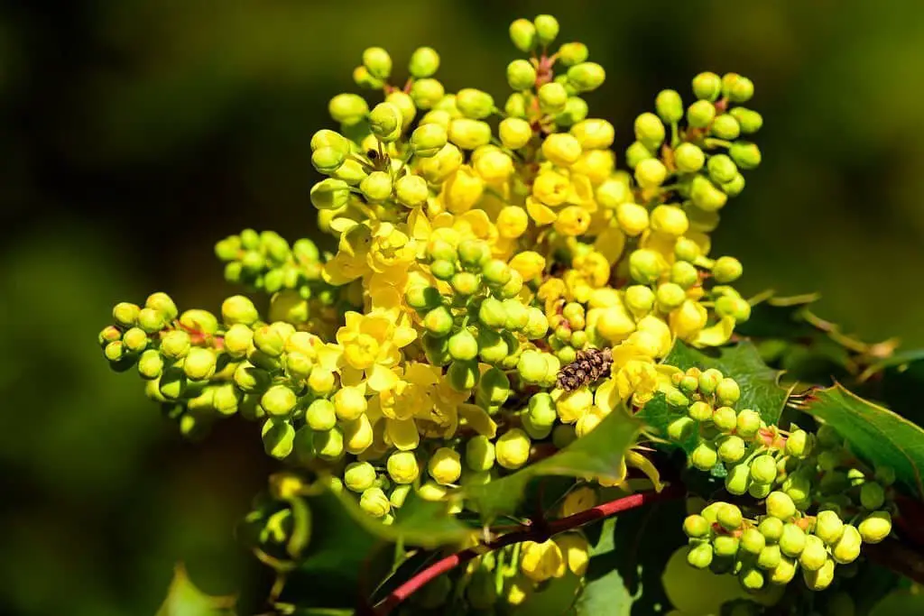 Oregon Grape (Mahonia aquifolium).