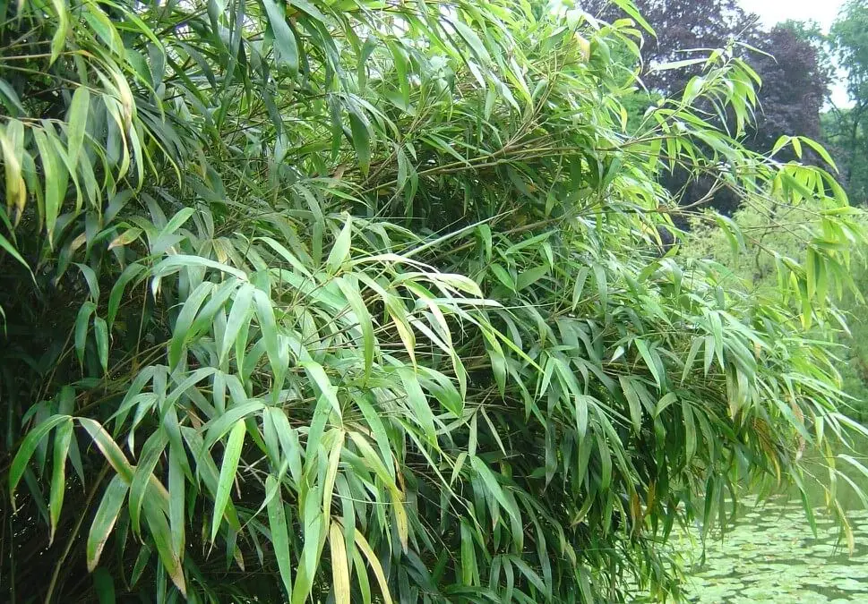 Chinese Fountain Bamboo (Fargesia nitida)