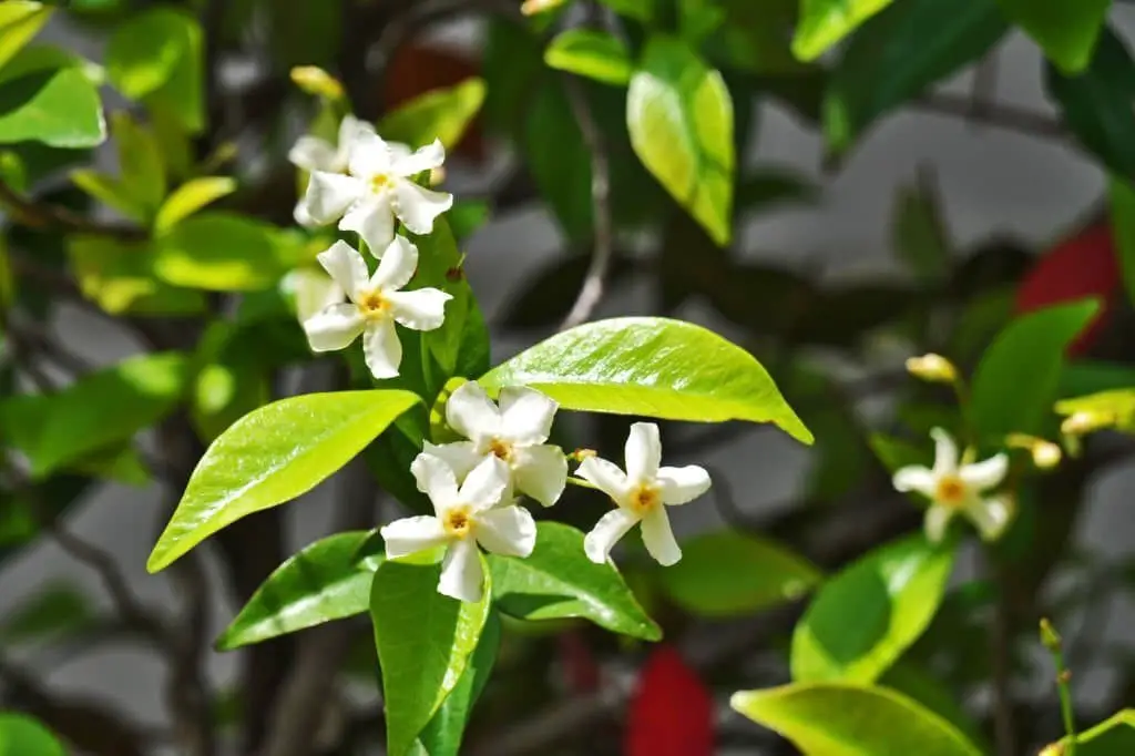 Asian Star jasmine (Trachelospermum asiaticum)