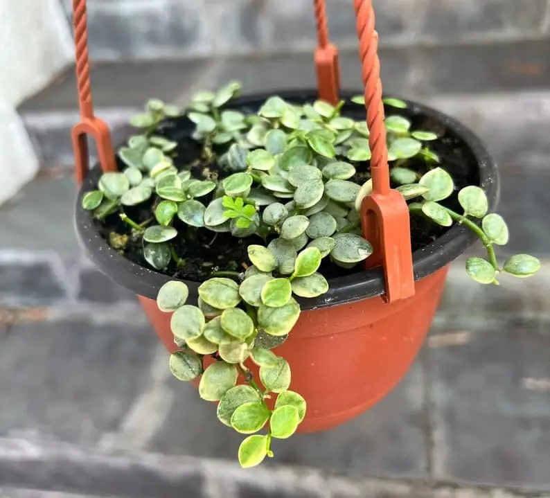 String of Nickels (Dischidia Nummularia).