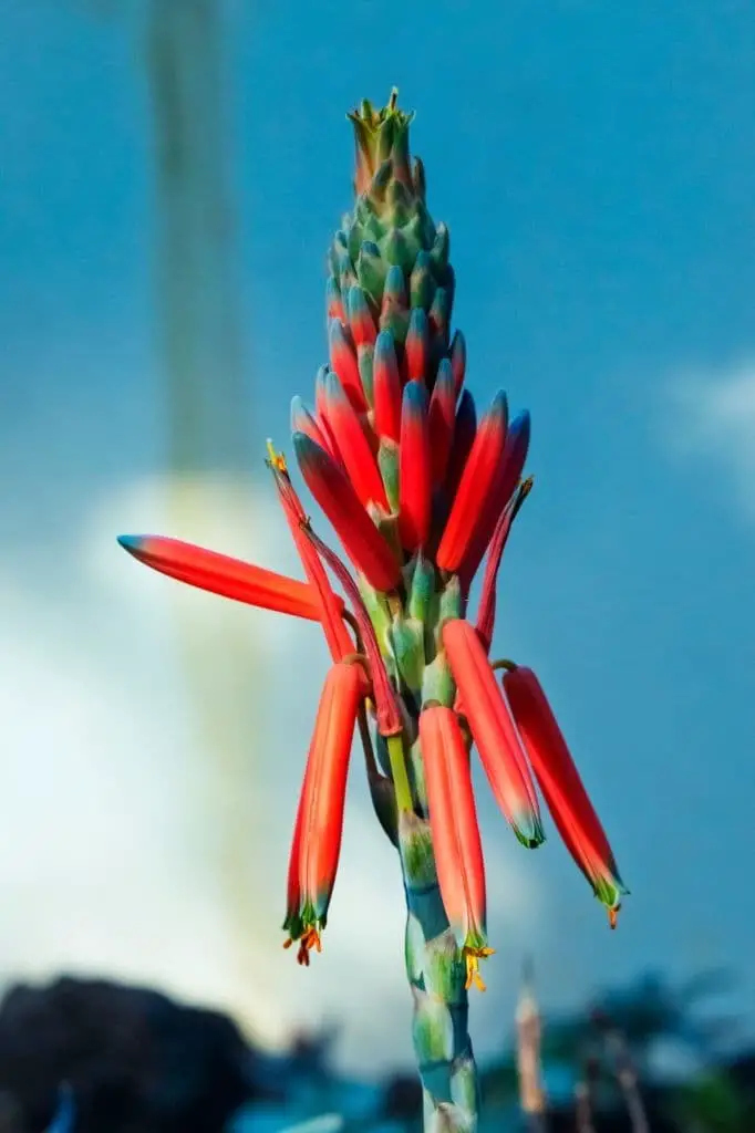 Aloe Albiflora