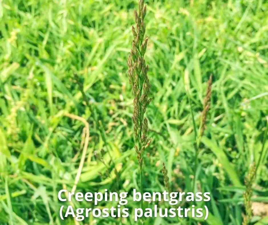 Creeping bentgrass (Agrostis palustris)