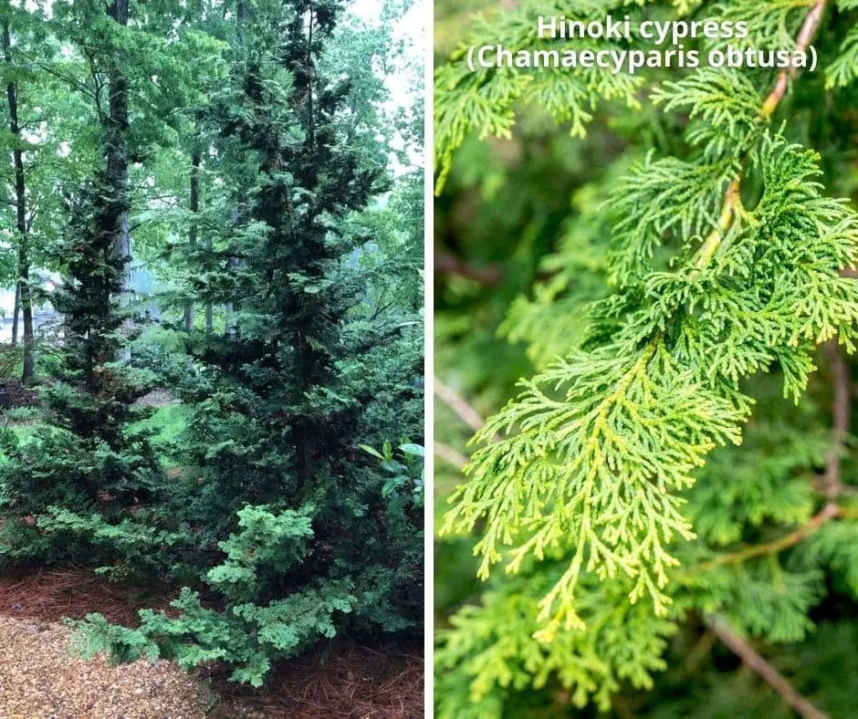 Hinoki cypress (Chamaecyparis obtusa)