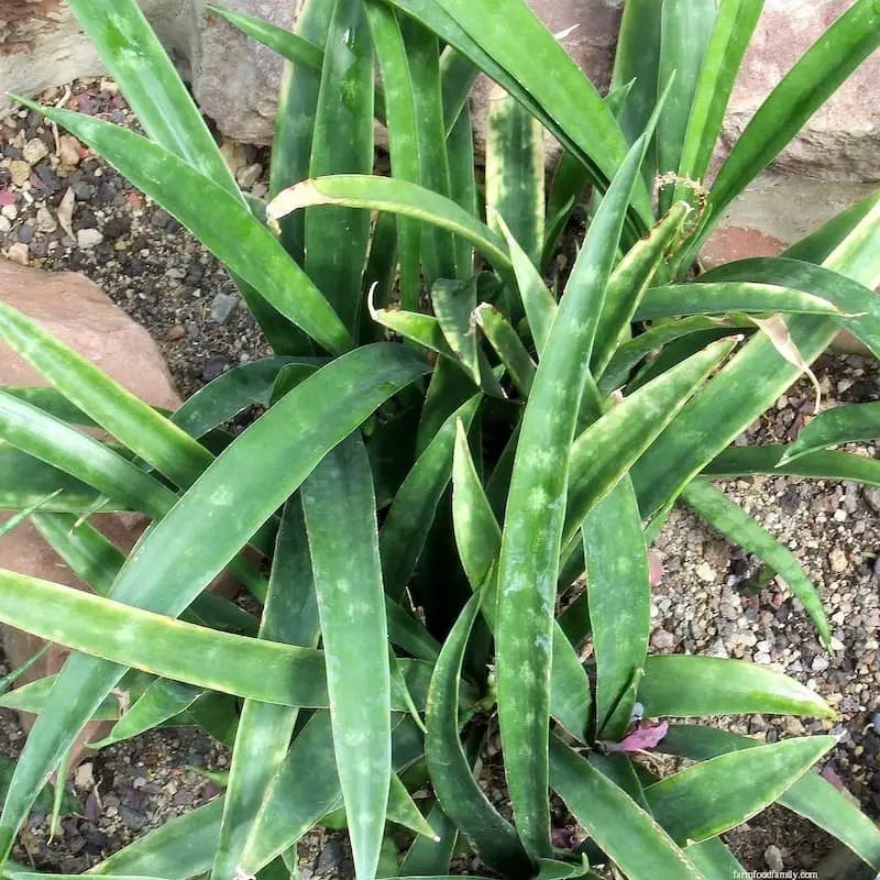 Sansevieria concinna