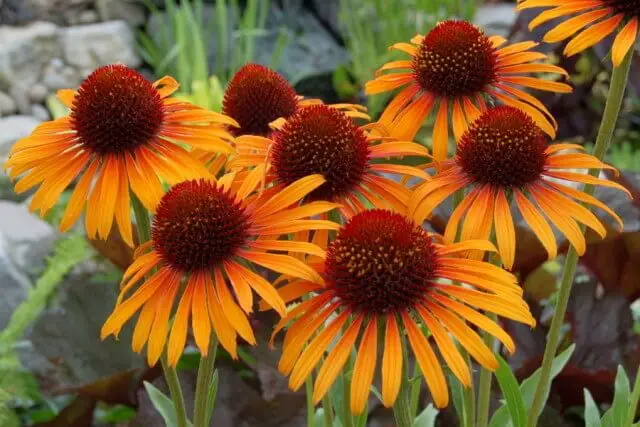 Coneflower (Orange)