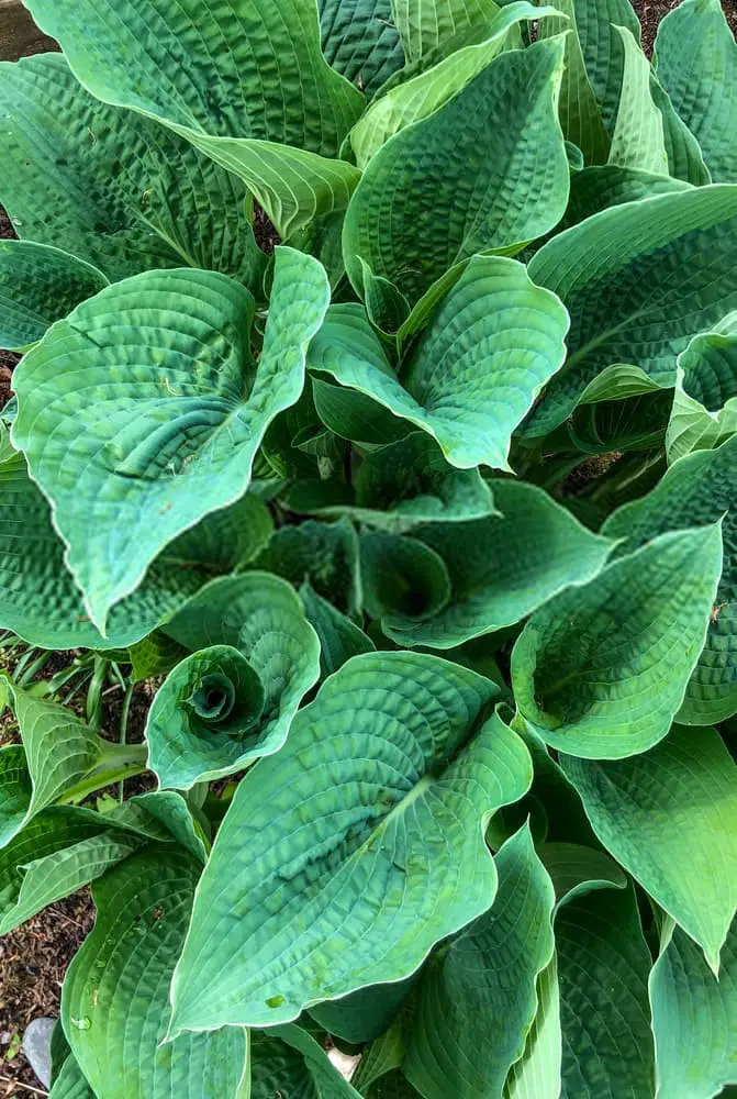 Daybreak hosta