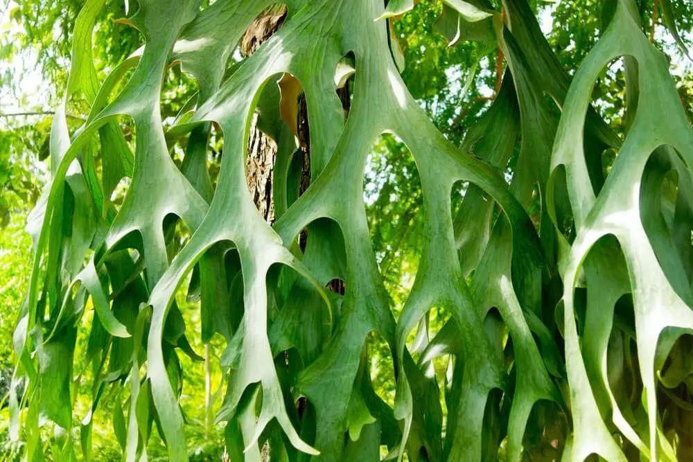 Indian birthwort (aristolochia Indica)