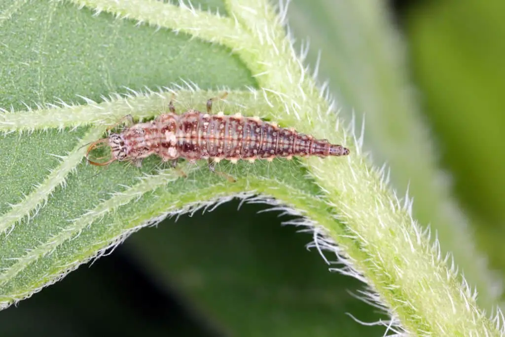 Green Lacewing Larvae.