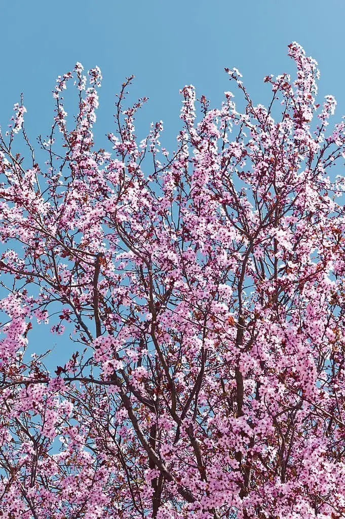 Purple Leaf Plum (Prunus cerasifera).