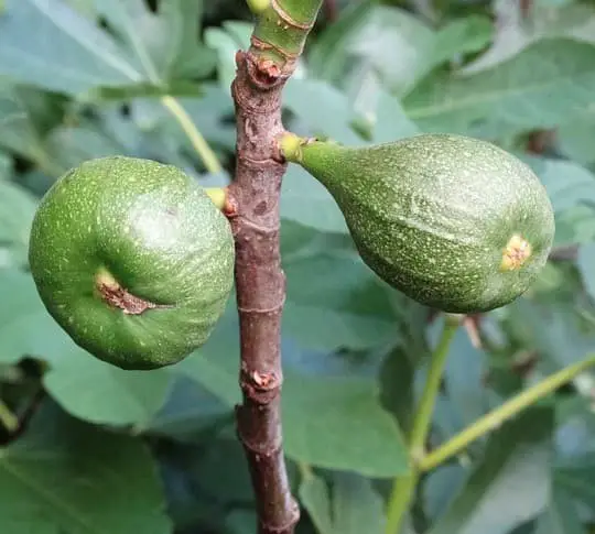 Desert King Fig Tree