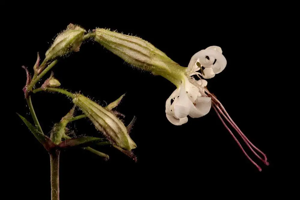 Nottingham catchfly