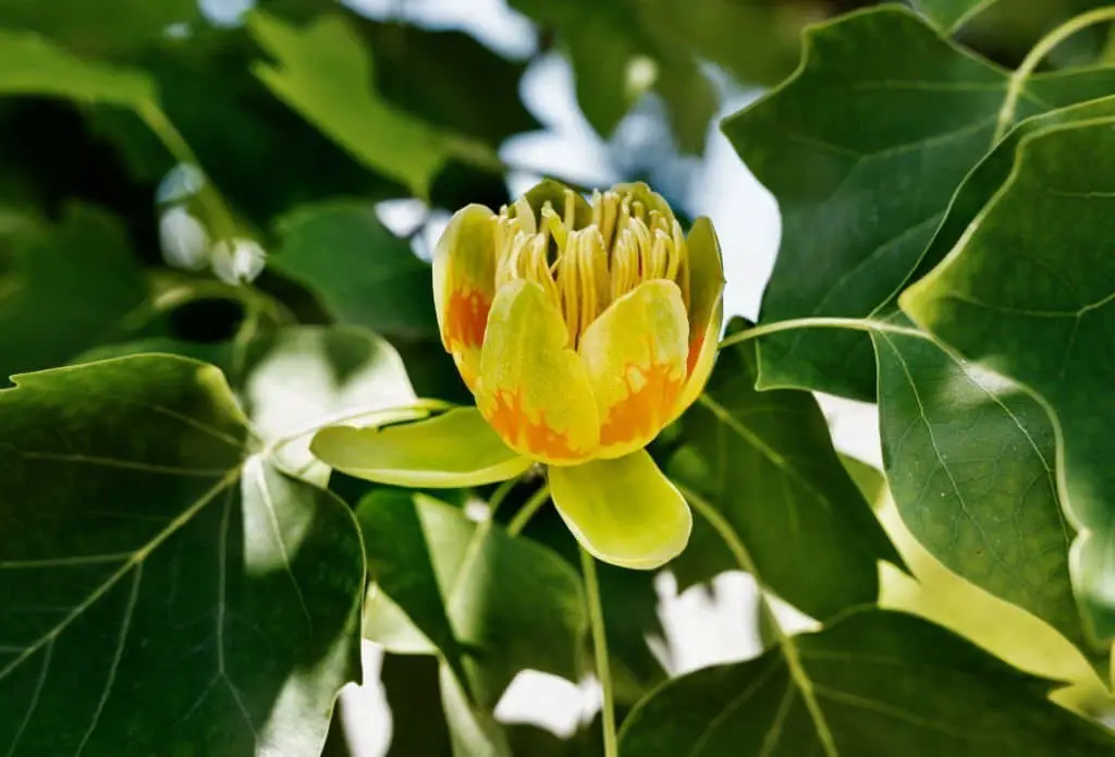 Tulip Trees (Liriodendron tulipifera).