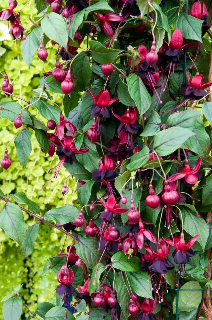 Climbing Fuchsia.