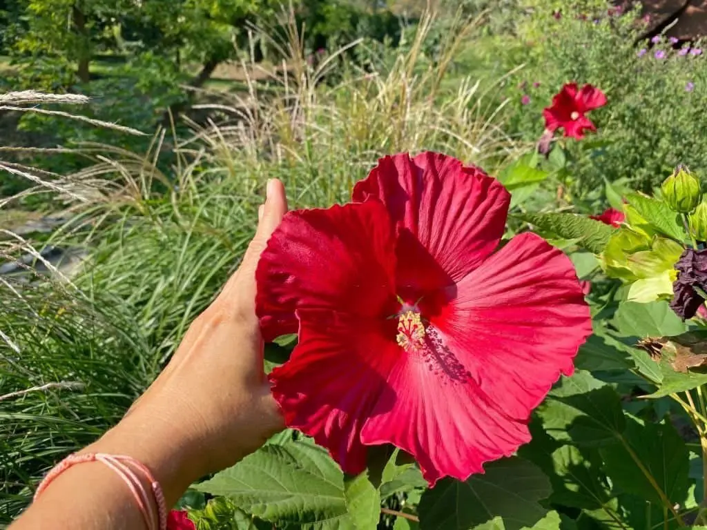 Hibiscus Moscheutos ‘Luna Red’ (Hardy Hibiscus ‘Luna Red’)