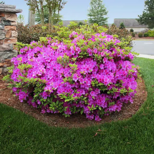 Autumn Royalty® Encore® Azalea (Azalea x ‘Conlec’)