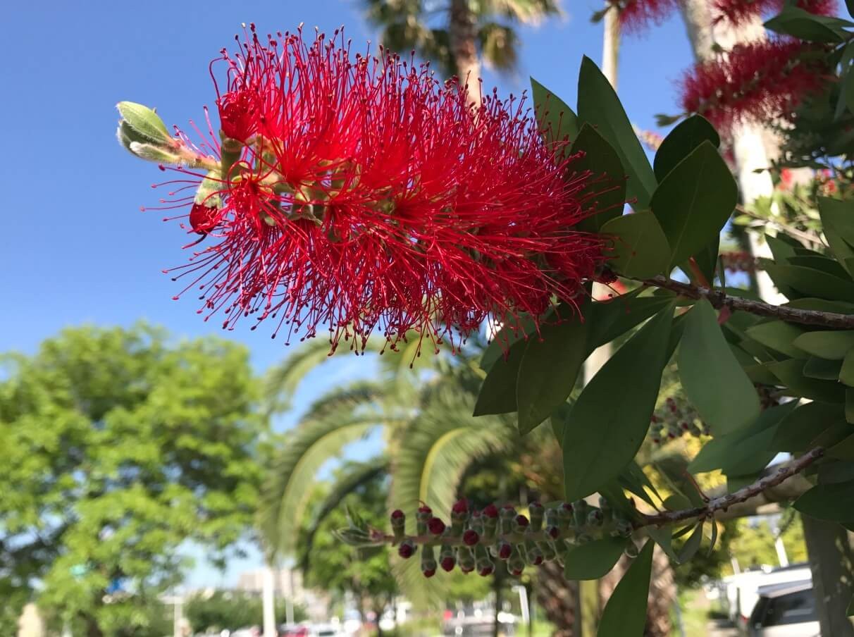 Albany bottlebrush (Callistemon speciosus)