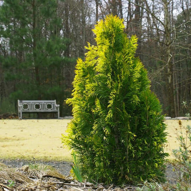 Berckman’s Gold Arborvitae (Thuja orientalis ‘Berckman’s Gold’)