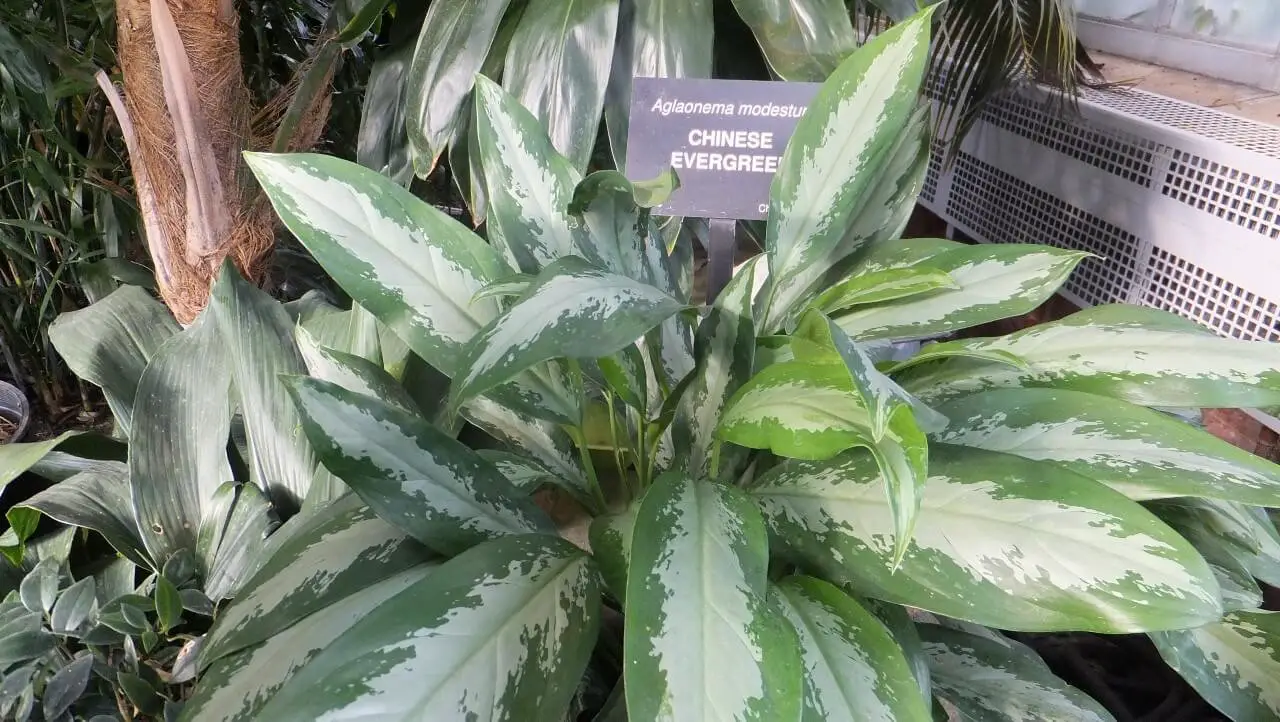 Chinese Evergreen