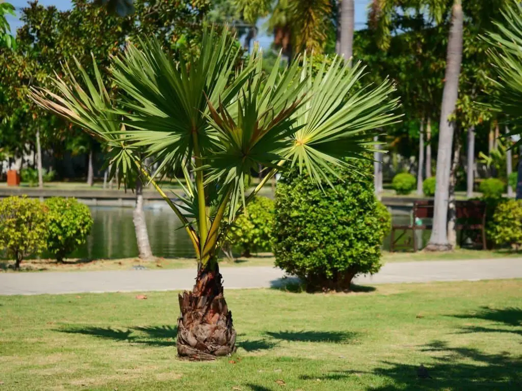 Mediterranean Fan Palms (Chamaerops humilis).