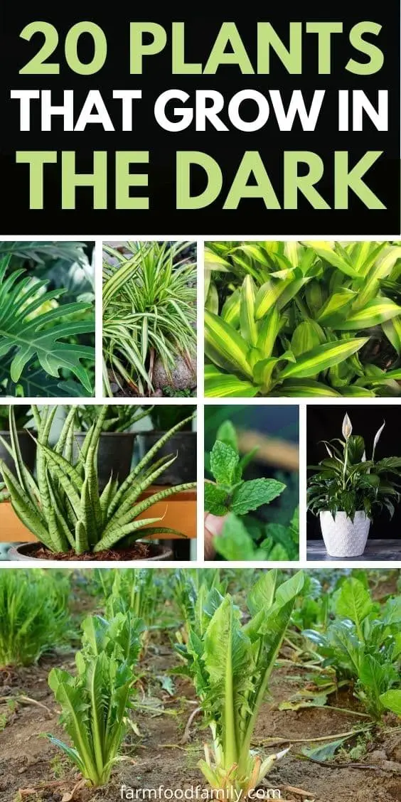 20 Best Plants That Grow In The Dark