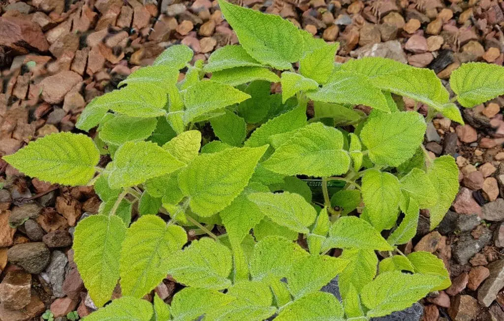 Fruit Sage/Fruit-scented sage (Salvia dorisiana)