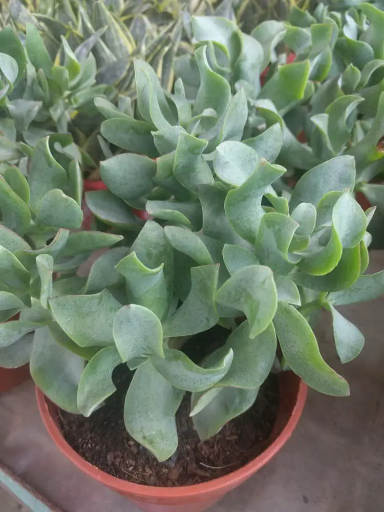 Crassula Ovata Ripple Jade