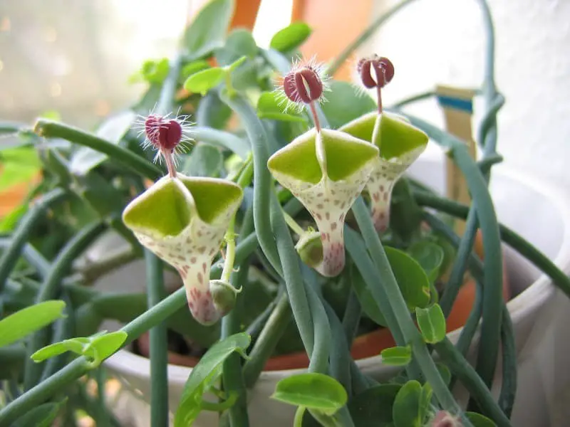 Lantern Flower (Ceropegia Haygarthii).