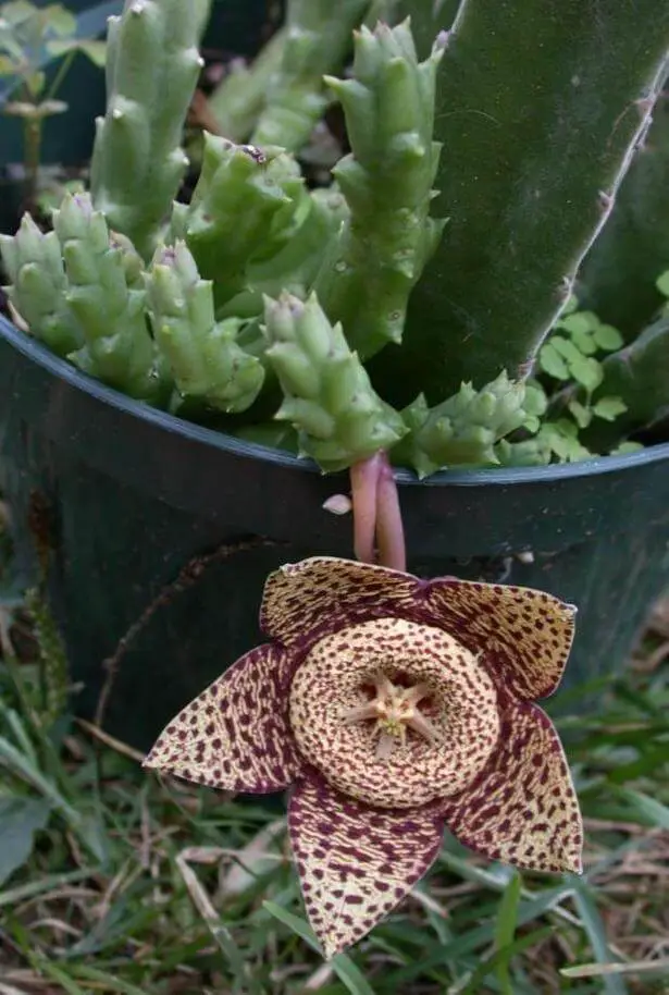 Carrion Cactus (Orbea variegata, Starfish Cactus)