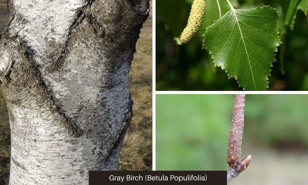 Gray Birch (Betula Populifolia)