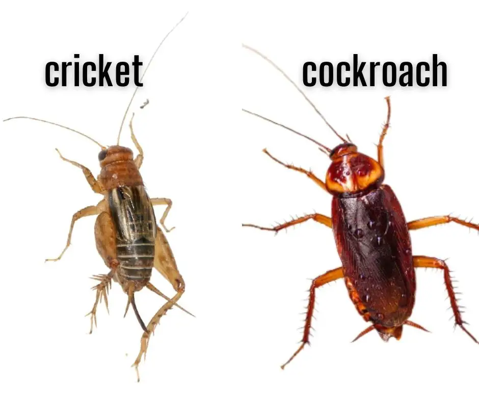 Cricket vs. cockroach