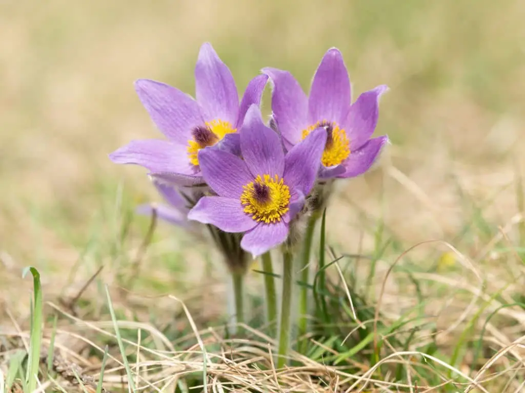 Pasque Flower (Pulsatilla vulgaris).