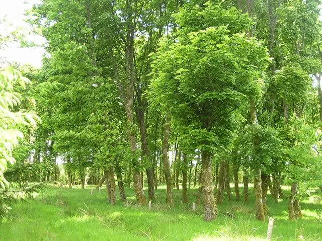 Sycamore trees