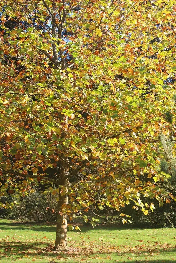 London Plane (Platanus x hispanica).