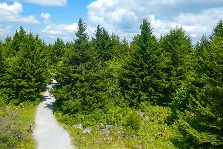 Red spruce (Picea rubens)