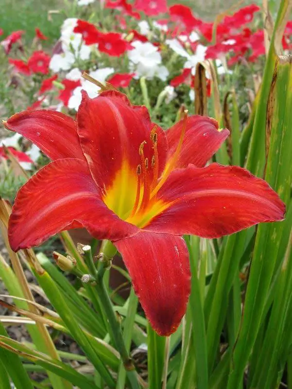 #4. daylilies (Hemerocallis)