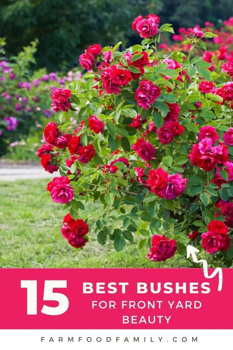 15+ Best Bushes To Plant In Front Of Your House: 2024 Guide