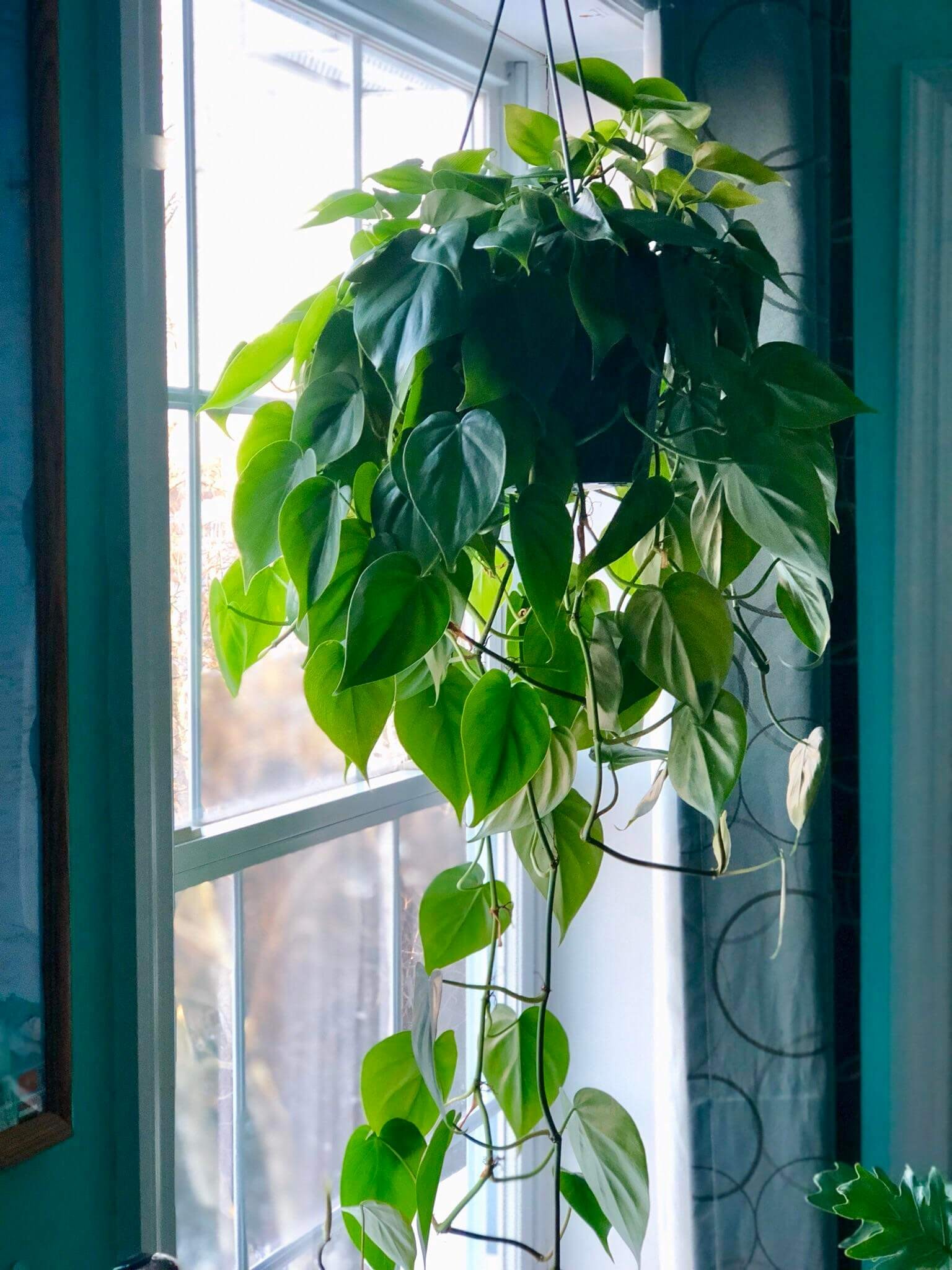 Heart shaped Heartleaf Philodendron (Philodendron cordatum)