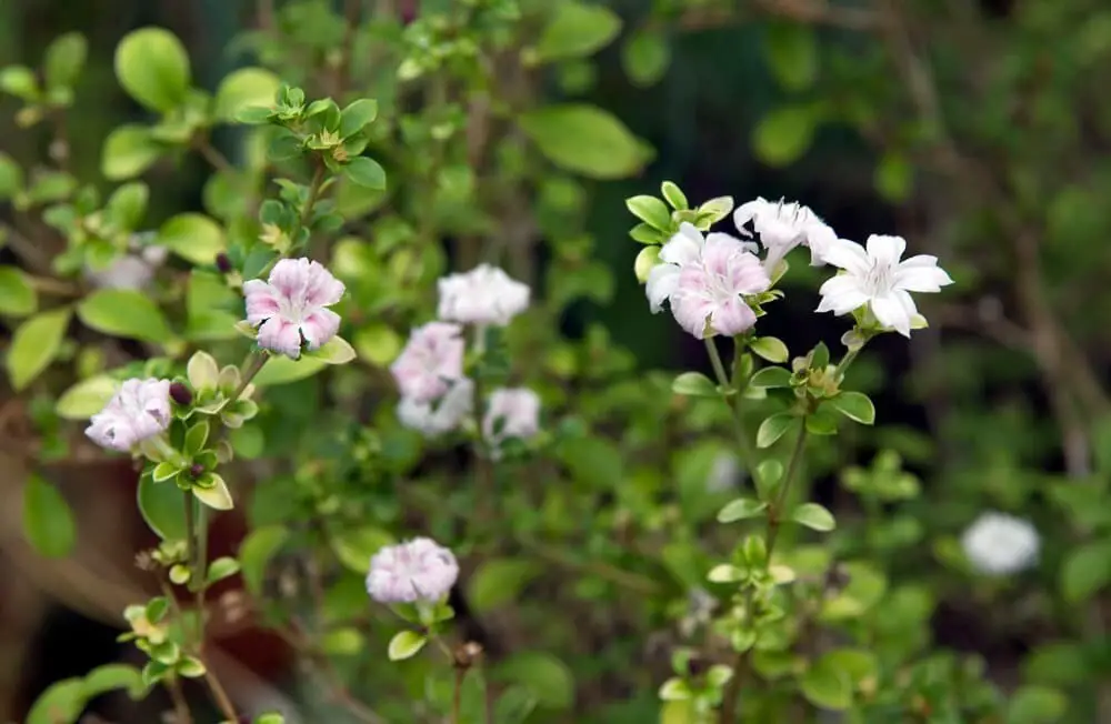 Serissa bonsai tree (Serissa foetida)