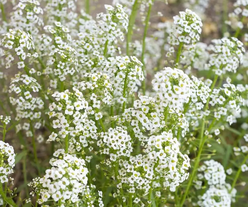 Baby’s Breath