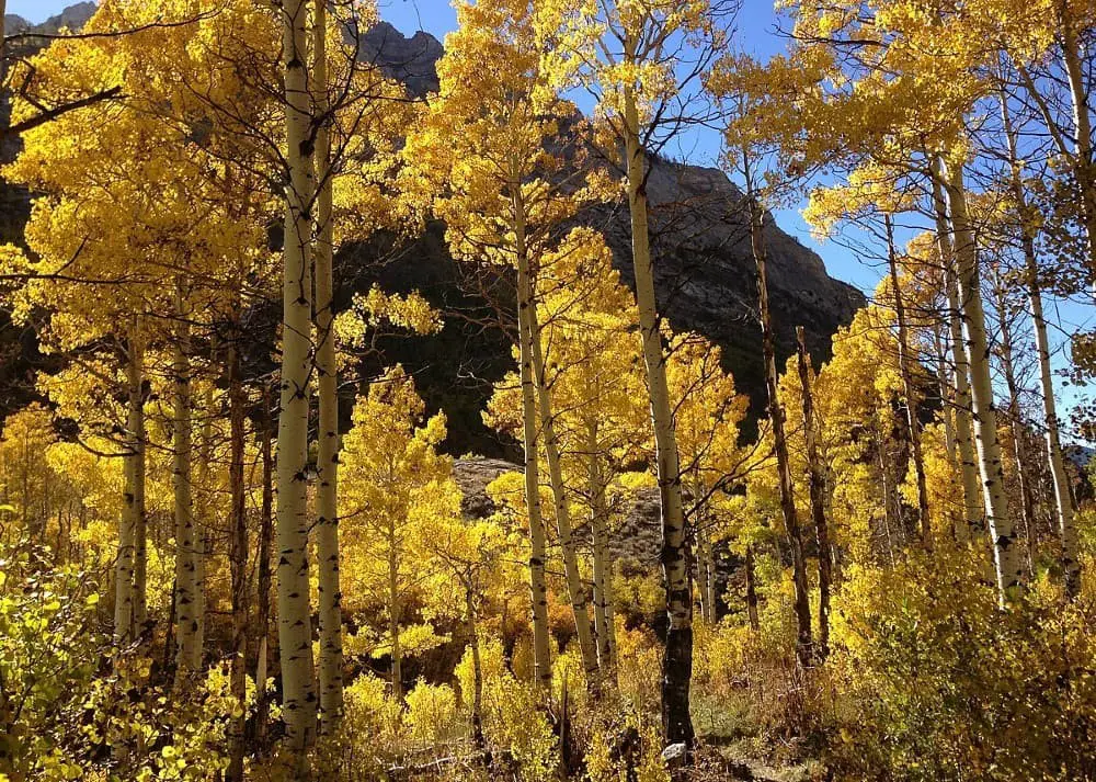 Quaking Aspen (Populus tremuloides).