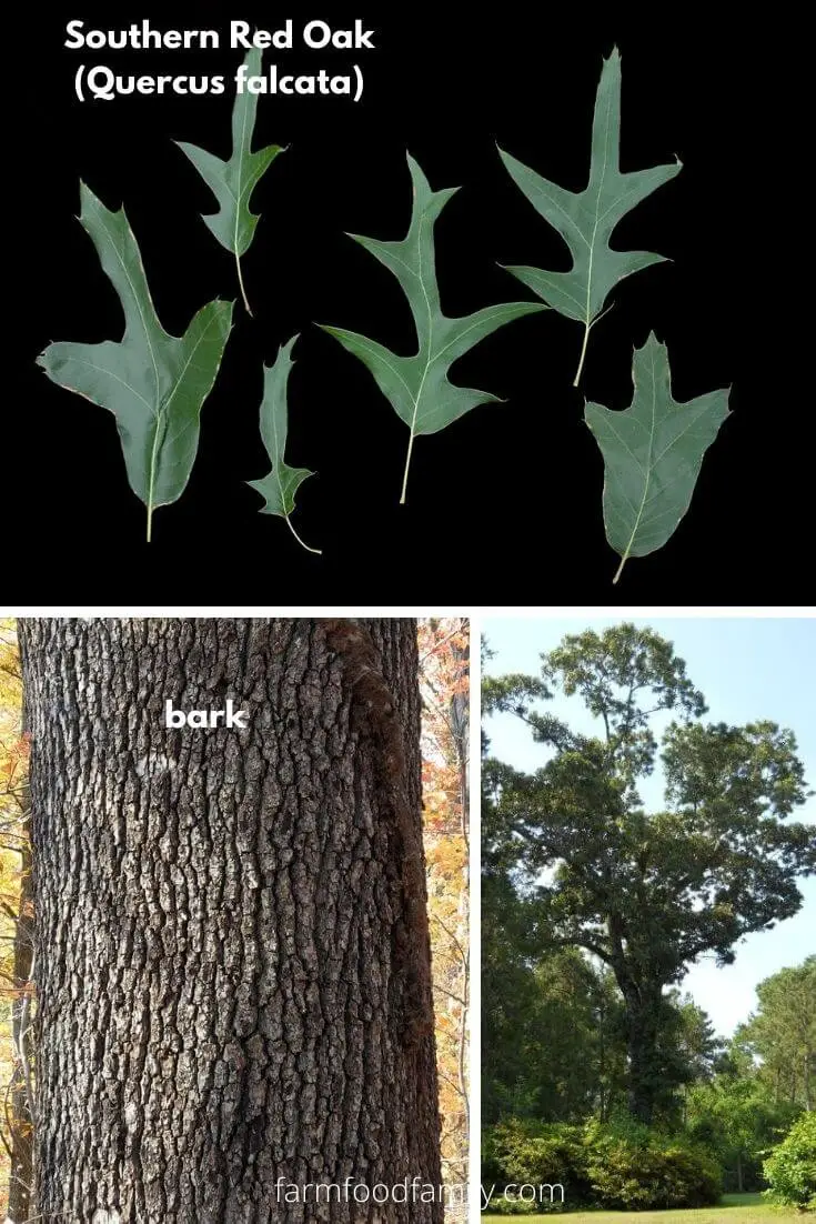 Southern Red Oak (Quercus falcata)