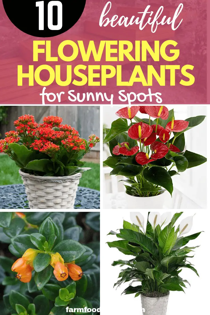 Flowering Houseplants For Sunny Spots That Thrive In A Sunny Window