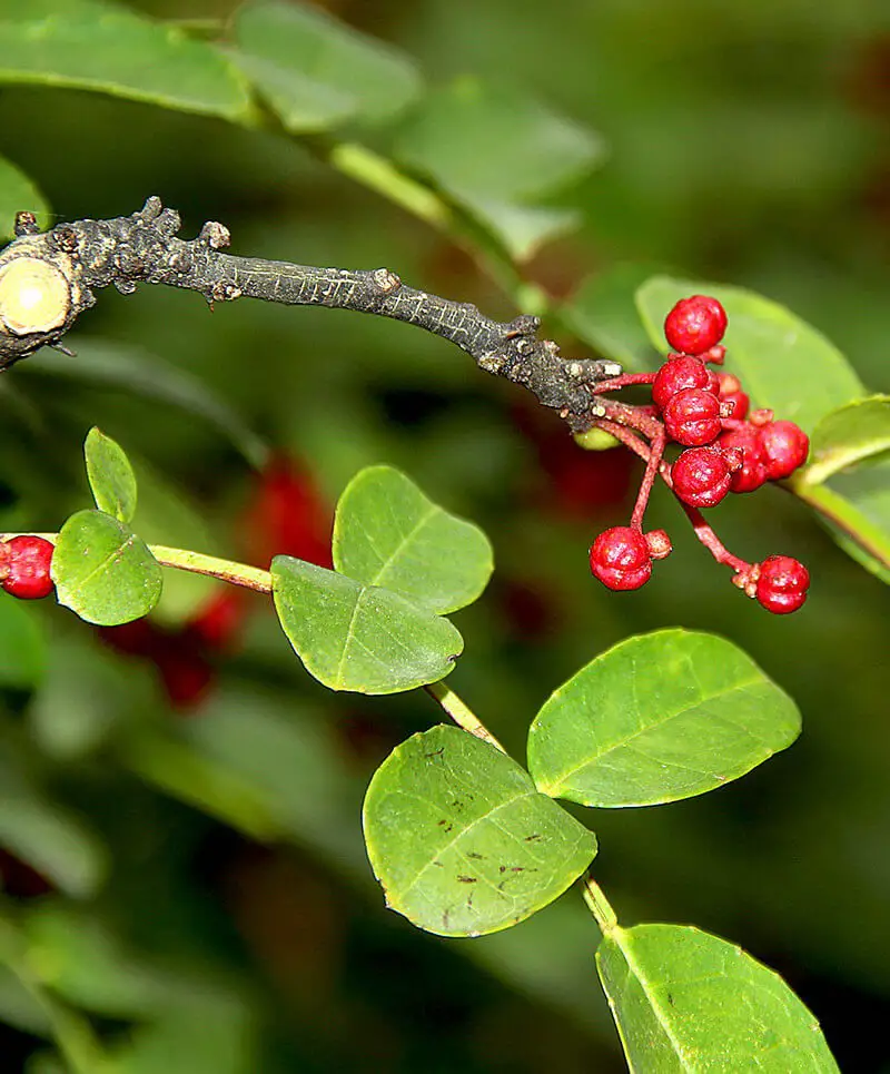 #9. Prickly ash